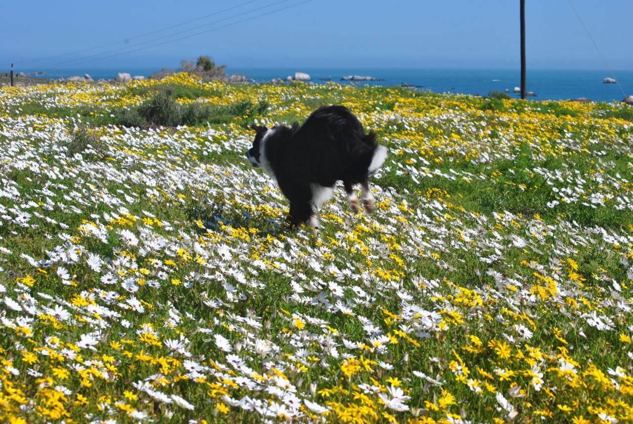 Stay At Bokkoms In Paternoster Self Catering Accommodation Eksteriør billede