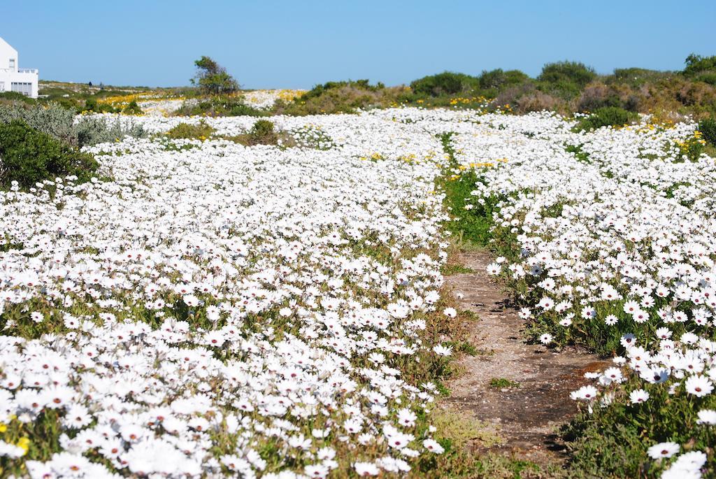 Stay At Bokkoms In Paternoster Self Catering Accommodation Eksteriør billede